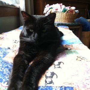 Meet your Posher, Susan